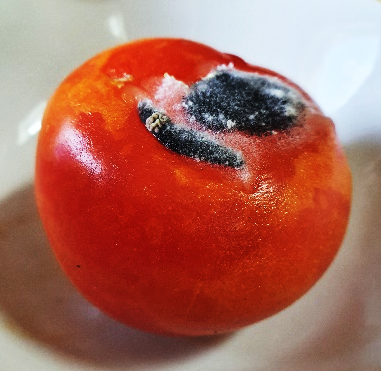 over-riped tomato